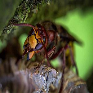 La fourmi électrique et le frelon asiatique