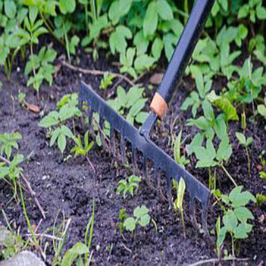 Wat te doen in de (moes)tuin in mei