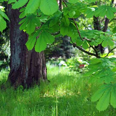 Wanneer laat het lokale stedenbouwkundige plan bomen staan die te dicht bij de buurman staan