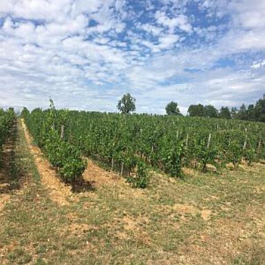 Op stap: La Cantine, Moncalou en Vin de Domme